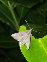 Hypena obacerralis