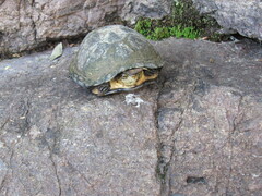 Kinosternon integrum