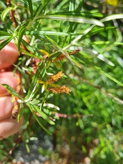 Salix eleagnos