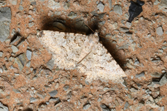 Rhabdophera acrosticta