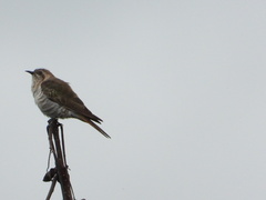 Chrysococcyx basalis