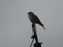 Chrysococcyx basalis