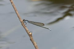 Pseudagrion ignifer