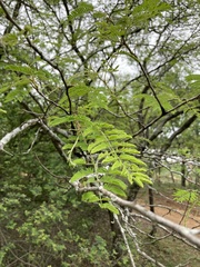 Albizia harveyi