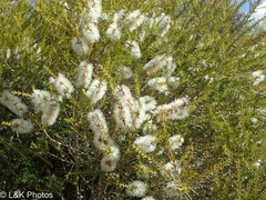 Melaleuca