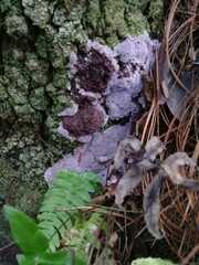 Punctularia atropurpurascens