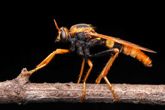 Neosaropogon