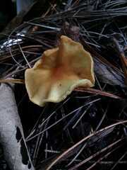 Heimiomyces tenuipes