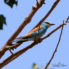 Coracias garrulus