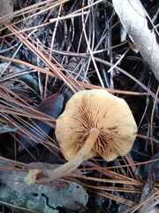 Heimiomyces tenuipes