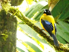 Anisognathus notabilis