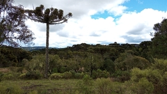 Araucaria angustifolia