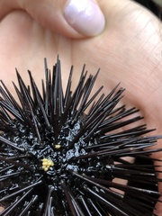 Echinometra lucunter