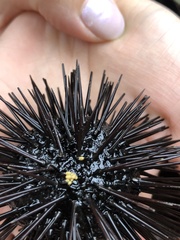 Echinometra lucunter