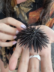 Echinometra lucunter