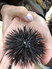 Echinometra lucunter