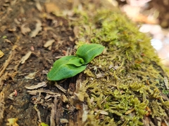 Chiloglottis cornuta