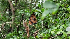 Danaus eresimus montezuma