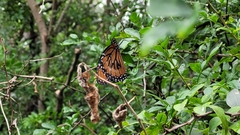 Danaus eresimus montezuma