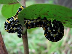 Papilionoidea