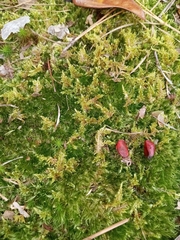 Callicladium imponens