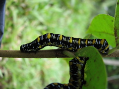 Papilionoidea