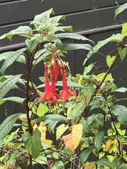 Fuchsia magellanica