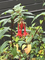 Fuchsia magellanica