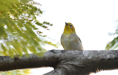 Zosterops simplex simplex