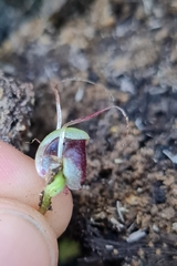 Corybas hypogaeus