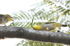 Zosterops simplex simplex