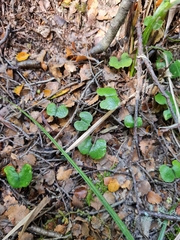 Corybas hypogaeus