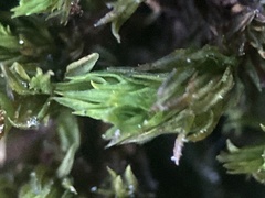 Orthotrichum