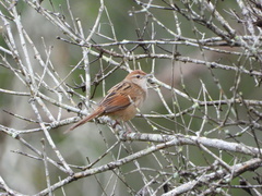 Cincloramphus timoriensis