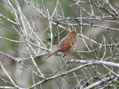 Cincloramphus timoriensis