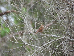 Cincloramphus timoriensis