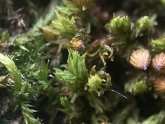Orthotrichum