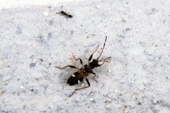 Beosus maritimus