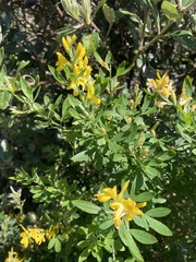 Genista