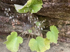 Heuchera parviflora