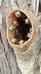 Nannotrigona testaceicornis