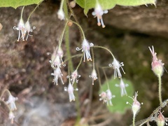 Heuchera parviflora