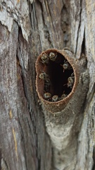 Nannotrigona testaceicornis