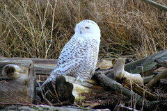 Bubo scandiacus