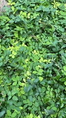 Arachis pintoi