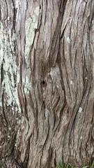 Nannotrigona testaceicornis