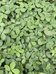 Arachis pintoi