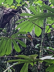 Trogon rufus