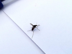 Aedes aegypti