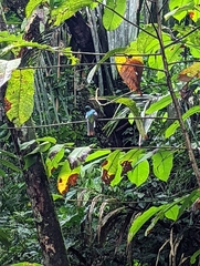 Trogon rufus